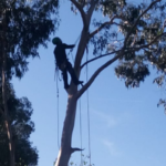 Podar se define en suprimir ciertas ramificaciones de un árbol o de una planta para lograr que su desarrollo sea más fuerte , sano y que sus frutos rindan más.