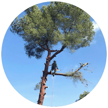 Poda de árboles en Arbúcies